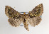  (Diachrysia stenochrysis - TLMF Lep 07614)  @14 [ ] CreativeCommons - Attribution Non-Commercial Share-Alike (2012) Peter Huemer Tiroler Landesmuseum Ferdinandeum