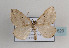  ( - TLMF Lep 07620)  @14 [ ] CreativeCommons - Attribution Non-Commercial Share-Alike (2012) Peter Huemer Tiroler Landesmuseum Ferdinandeum