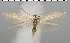  (Coleophora taeniipennella - TLMF Lep 06617)  @15 [ ] CreativeCommons - Attribution Non-Commercial Share-Alike (2012) Peter Huemer Tiroler Landesmuseum Ferdinandeum