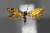  (Micropterix facetella - CZ-Z18814)  @14 [ ] CreativeCommons - Attribution Non-Commercial Share-Alike (2012) Peter Huemer Tiroler Landesmuseum Ferdinandeum