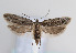  (Chionodes tragicella - TLMF Lep 07711)  @15 [ ] CreativeCommons - Attribution Non-Commercial Share-Alike (2012) Peter Huemer Tiroler Landesmuseum Ferdinandeum