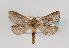  ( - TLMF Lep 07715)  @14 [ ] CreativeCommons - Attribution Non-Commercial Share-Alike (2012) Peter Huemer Tiroler Landesmuseum Ferdinandeum