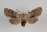  (Orthosia rorida - TLMF Lep 07804)  @15 [ ] CreativeCommons - Attribution Non-Commercial Share-Alike (2012) Peter Huemer Tiroler Landesmuseum Ferdinandeum
