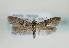  (Blastobasis pannonica - TLMF Lep 08588)  @14 [ ] CreativeCommons - Attribution Non-Commercial Share-Alike (2012) Peter Huemer Tiroler Landesmuseum Ferdinandeum
