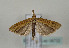  ( - TLMF Lep 08732)  @13 [ ] Unspecified (default): All Rights Reserved  Unspecified Tiroler Landesmuseum Ferdinandeum