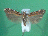  ( - KLM Lep 00481)  @12 [ ] CreativeCommons - Attribution Non-Commercial Share-Alike (2012) Peter Huemer Landesmuseum Kärnten