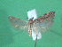  ( - KLM Lep 00485)  @13 [ ] CreativeCommons - Attribution Non-Commercial Share-Alike (2012) Peter Huemer Landesmuseum Kärnten