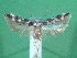  ( - KLM Lep 00492)  @12 [ ] CreativeCommons - Attribution Non-Commercial Share-Alike (2012) Peter Huemer Landesmuseum Kärnten