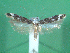  ( - KLM Lep 00493)  @13 [ ] CreativeCommons - Attribution Non-Commercial Share-Alike (2012) Peter Huemer Landesmuseum Kärnten