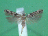  ( - KLM Lep 00494)  @13 [ ] CreativeCommons - Attribution Non-Commercial Share-Alike (2012) Peter Huemer Landesmuseum Kärnten