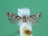  ( - KLM Lep 00495)  @12 [ ] CreativeCommons - Attribution Non-Commercial Share-Alike (2012) Peter Huemer Landesmuseum Kärnten
