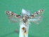  ( - KLM Lep 00496)  @13 [ ] CreativeCommons - Attribution Non-Commercial Share-Alike (2012) Peter Huemer Landesmuseum Kärnten