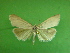  ( - KLM Lep 00525)  @13 [ ] CreativeCommons - Attribution Non-Commercial Share-Alike (2012) Peter Huemer Landesmuseum Kärnten