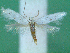  ( - KLM Lep 00540)  @13 [ ] CreativeCommons - Attribution Non-Commercial Share-Alike (2012) Peter Huemer Landesmuseum Kärnten