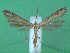  ( - KLM Lep 00593)  @12 [ ] CreativeCommons - Attribution Non-Commercial Share-Alike (2012) Christian Wieser Landesmuseum Kärnten