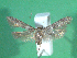  ( - KLM Lep 00620)  @13 [ ] CreativeCommons - Attribution Non-Commercial Share-Alike (2012) Christian Wieser Landesmuseum Kärnten