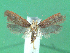  ( - KLM Lep 00624)  @13 [ ] CreativeCommons - Attribution Non-Commercial Share-Alike (2012) Christian Wieser Landesmuseum Kärnten