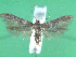  ( - KLM Lep 00625)  @13 [ ] CreativeCommons - Attribution Non-Commercial Share-Alike (2012) Christian Wieser Landesmuseum Kärnten