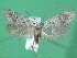  ( - KLM Lep 00644)  @14 [ ] CreativeCommons - Attribution Non-Commercial Share-Alike (2012) Christian Wieser Landesmuseum Kärnten