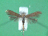  ( - KLM Lep 00645)  @14 [ ] CreativeCommons - Attribution Non-Commercial Share-Alike (2012) Christian Wieser Landesmuseum Kärnten