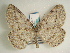  (Elophos vittaria - KLM Lep 01066)  @14 [ ] CreativeCommons - Attribution Non-Commercial Share-Alike (2013) Peter Huemer Tiroler Landesmuseum Ferdinandeum
