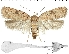  (Agonopterix ferocella - TLMF Lep 07171)  @13 [ ] CreativeCommons - Attribution Non-Commercial Share-Alike (2014) Peter Huemer Tiroler Landesmuseum Ferdinandeum