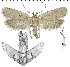  (Agonopterix hippomarathri - TLMF Lep 07186)  @14 [ ] CreativeCommons - Attribution Non-Commercial Share-Alike (2014) Peter Huemer Tiroler Landesmuseum Ferdinandeum