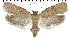  (Agonopterix cnicella - TLMF Lep 07197)  @14 [ ] CreativeCommons - Attribution Non-Commercial Share-Alike (2014) Peter Huemer Tiroler Landesmuseum Ferdinandeum