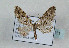  ( - TLMF Lep 08811)  @14 [ ] CreativeCommons - Attribution Non-Commercial Share-Alike (2013) Peter Huemer Tiroler Landesmuseum Ferdinandeum