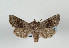  ( - TLMF Lep 08853)  @13 [ ] CreativeCommons - Attribution Non-Commercial Share-Alike (2013) Peter Huemer Tiroler Landesmuseum Ferdinandeum