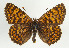  (Melitaea - TLMF Lep 09040)  @15 [ ] CreativeCommons - Attribution Non-Commercial Share-Alike (2013) Peter Huemer Tiroler Landesmuseum Ferdinandeum