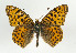  ( - TLMF Lep 09048)  @14 [ ] CreativeCommons - Attribution Non-Commercial Share-Alike (2013) Peter Huemer Tiroler Landesmuseum Ferdinandeum