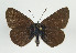  (Eumedonia - TLMF Lep 09063)  @14 [ ] CreativeCommons - Attribution Non-Commercial Share-Alike (2013) Peter Huemer Tiroler Landesmuseum Ferdinandeum