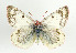  (Colias phicomone - TLMF Lep 09107)  @14 [ ] CreativeCommons - Attribution Non-Commercial Share-Alike (2013) Peter Huemer Tiroler Landesmuseum Ferdinandeum