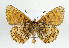  ( - TLMF Lep 09112)  @14 [ ] CreativeCommons - Attribution Non-Commercial Share-Alike (2013) Peter Huemer Tiroler Landesmuseum Ferdinandeum