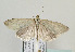  (Udea rhododendronalis - TLMF Lep 09148)  @14 [ ] CreativeCommons - Attribution Non-Commercial Share-Alike (2013) Peter Huemer Tiroler Landesmuseum Ferdinandeum