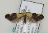  ( - TLMF Lep 09171)  @12 [ ] CreativeCommons - Attribution Non-Commercial Share-Alike (2013) Peter Huemer Tiroler Landesmuseum Ferdinandeum