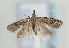  (Carposina berberidella - TLMF Lep 09413)  @13 [ ] CreativeCommons - Attribution Non-Commercial Share-Alike (2013) Peter Huemer Tiroler Landesmuseum Ferdinandeum