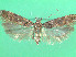  ( - KLM Lep 00774)  @13 [ ] CreativeCommons - Attribution Non-Commercial Share-Alike (2013) Peter Huemer Landesmuseum Kärnten