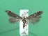  ( - KLM Lep 00781)  @13 [ ] CreativeCommons - Attribution Non-Commercial Share-Alike (2013) Peter Huemer Landesmuseum Kärnten