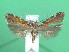  ( - KLM Lep 00785)  @12 [ ] CreativeCommons - Attribution Non-Commercial Share-Alike (2013) Peter Huemer Landesmuseum Kärnten