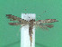  ( - KLM Lep 00794)  @13 [ ] CreativeCommons - Attribution Non-Commercial Share-Alike (2013) Peter Huemer Landesmuseum Kärnten