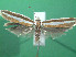  ( - KLM Lep 00796)  @13 [ ] CreativeCommons - Attribution Non-Commercial Share-Alike (2013) Peter Huemer Landesmuseum Kärnten