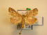  (Stemmatophora honestalis - KLM Lep 00803)  @13 [ ] CreativeCommons - Attribution Non-Commercial Share-Alike (2013) Peter Huemer Landesmuseum Kärnten