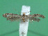  (Nemapogon wieseri - KLM Lep 00835)  @13 [ ] CreativeCommons - Attribution Non-Commercial Share-Alike (2013) Peter Huemer Landesmuseum Kärnten