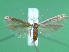  (Coleophora aequalella - KLM Lep 00855)  @14 [ ] CreativeCommons - Attribution Non-Commercial Share-Alike (2013) Peter Huemer Landesmuseum Kärnten