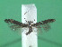  ( - KLM Lep 00905)  @14 [ ] Unspecified (default): All Rights Reserved (2013) Unspecified Landesmuseum Kärnten