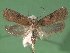  (Agonopterix propinquella - KLM Lep 03733)  @14 [ ] CreativeCommons - Attribution Non-Commercial Share-Alike (2015) Christian Wieser Landesmuseum Kärnten