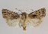  (Agrotis mayrorum - TLMF Lep 16460)  @14 [ ] CreativeCommons - Attribution Non-Commercial Share-Alike (2015) Peter Huemer Tiroler Landesmuseum Ferdinandeum