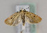  (Agonopterix pupillana - TLMF Lep 16507)  @14 [ ] CreativeCommons - Attribution Non-Commercial Share-Alike (2015) Peter Huemer Tiroler Landesmuseum Ferdinandeum